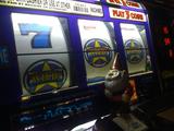 dishonor gnome losing it all in slots