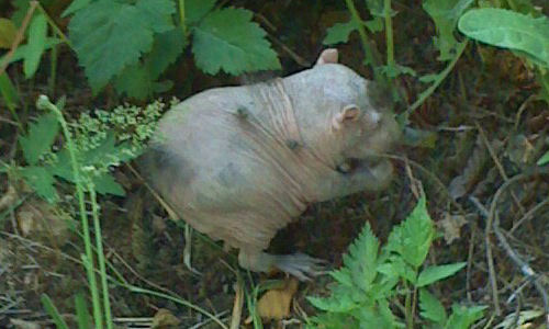 immortal hamster, does anyone know how much longer he'll live? vet